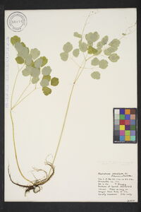 Thalictrum mirabile image