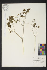 Thalictrum dioicum image