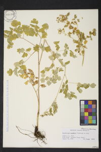 Thalictrum fendleri image