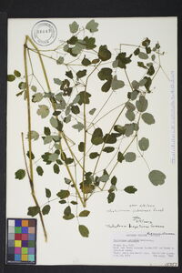 Thalictrum pubescens image