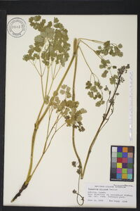 Thalictrum venulosum image