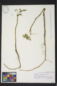 Xanthorhiza simplicissima image