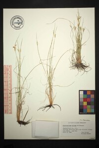 Sisyrinchium albidum image