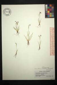 Sisyrinchium micranthum image