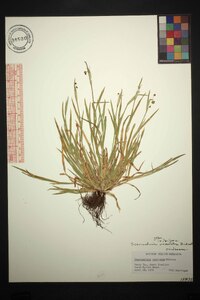 Sisyrinchium micranthum image