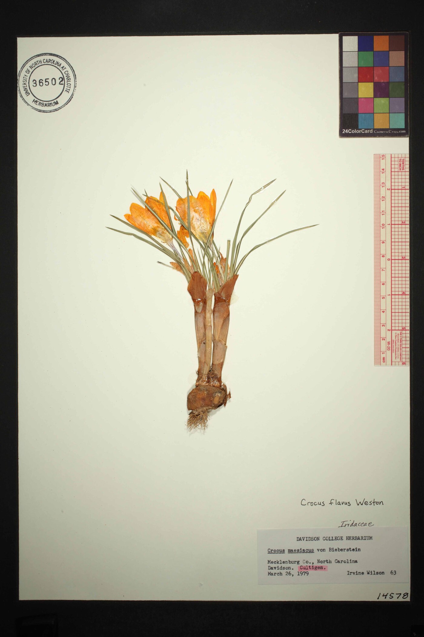 Crocus flavus image