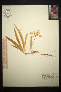 Iris cristata image