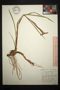 Iris tridentata image