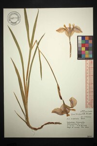 Iris tridentata image