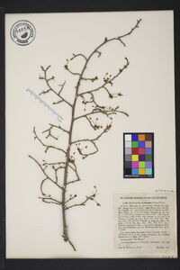 Phyllostylon rhamnoides image