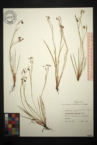 Sisyrinchium atlanticum image