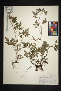 Phacelia bipinnatifida image