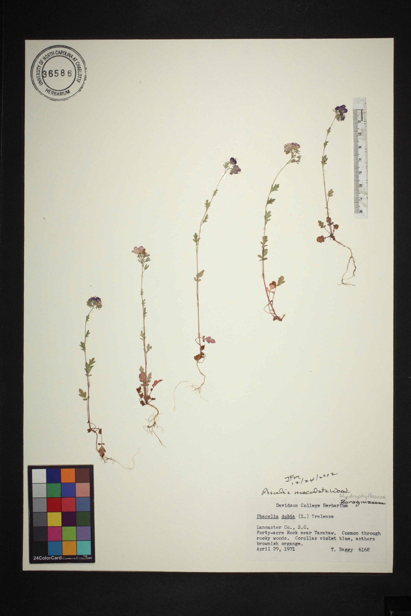 Phacelia maculata image