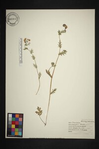 Phacelia purshii image