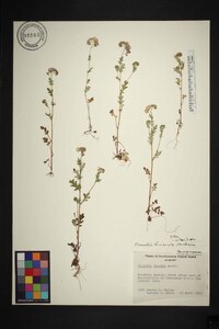 Phacelia fimbriata image