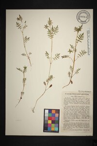 Ellisia nyctelea image