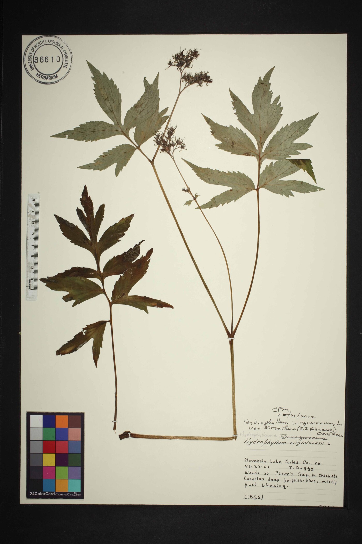 Hydrophyllum virginianum var. atranthum image