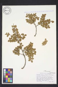 Nothofagus menziesii image