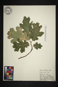 Quercus kelloggii image