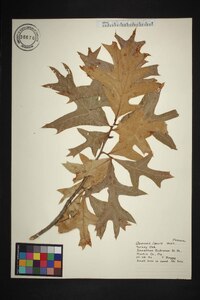 Quercus laevis image