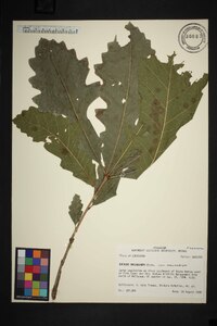 Quercus macrocarpa var. macrocarpa image