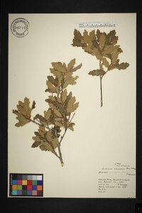 Quercus vaseyana image