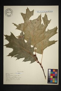 Quercus rubra var. rubra image