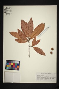 Quercus x rudkinii image