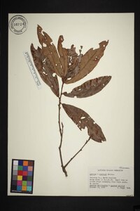 Quercus x rudkinii image