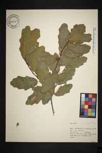 Quercus laceyi image