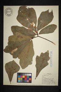 Quercus x sterilis image