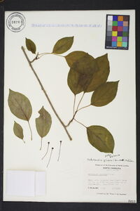 Schisandra glabra image