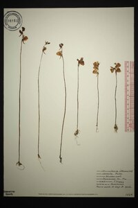 Utricularia cornuta image