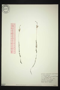 Utricularia radiata image