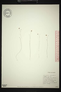 Utricularia subulata image