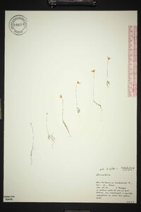 Utricularia gibba image