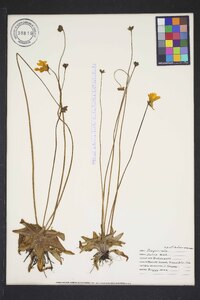 Pinguicula lutea image