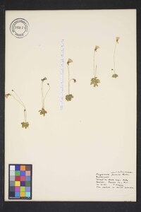 Pinguicula pumila image