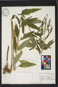 Verbena hastata image