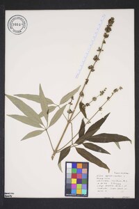 Vitex agnus-castus image