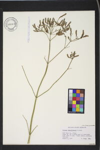 Verbena brasiliensis image