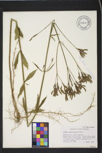 Verbena brasiliensis image