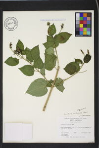 Lantana urticoides image