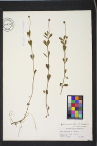 Phyla nodiflora image