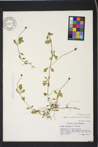 Phyla nodiflora image