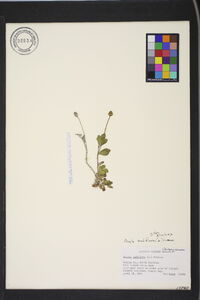 Phyla nodiflora image