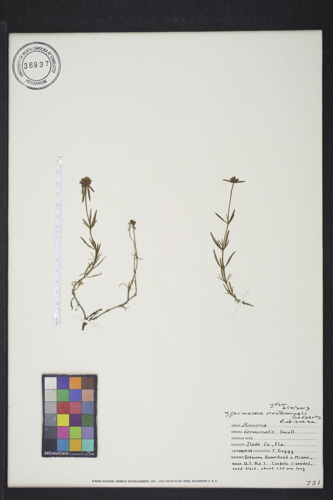 Spermacoce neoterminalis image
