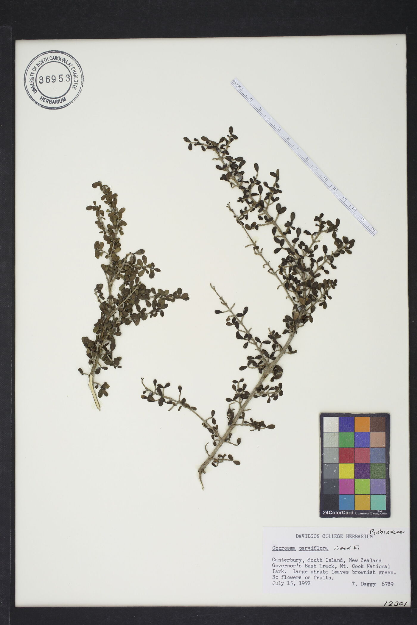 Coprosma parviflora image
