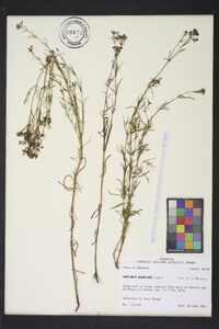 Stenaria nigricans image