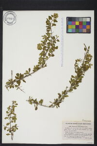 Machaonia microphylla image